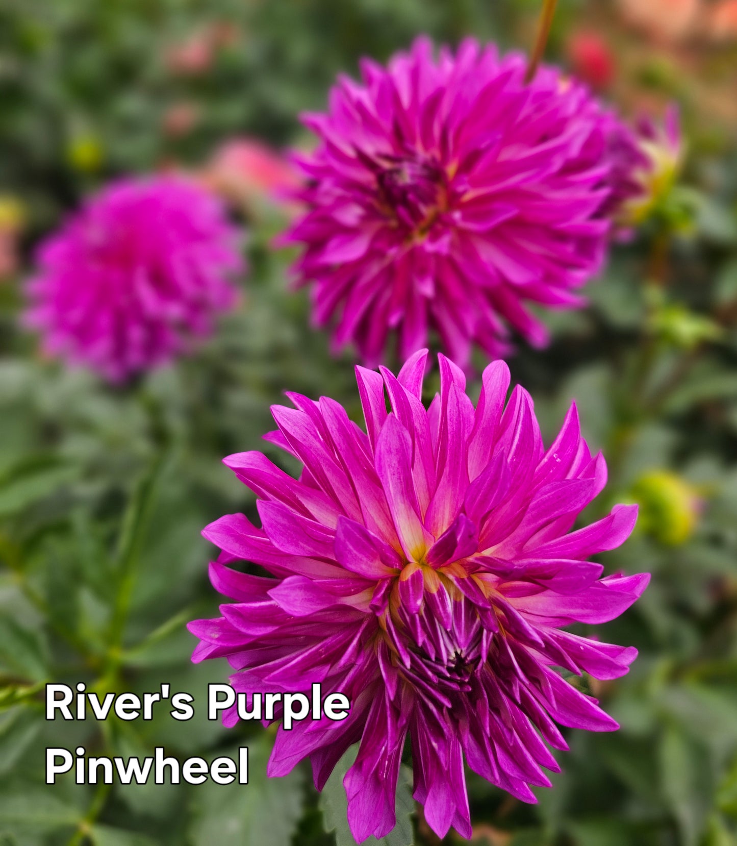 River's Purple Pinwheel