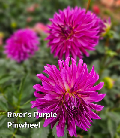 River's Purple Pinwheel