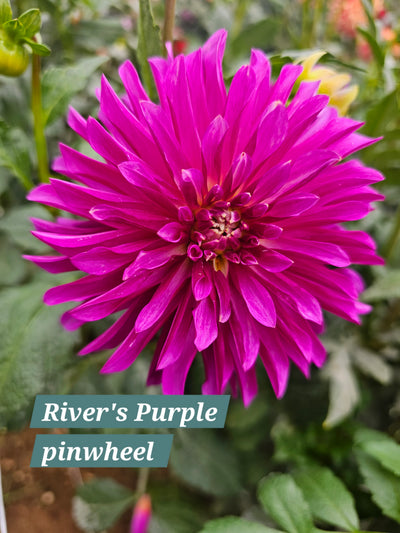River's Purple Pinwheel