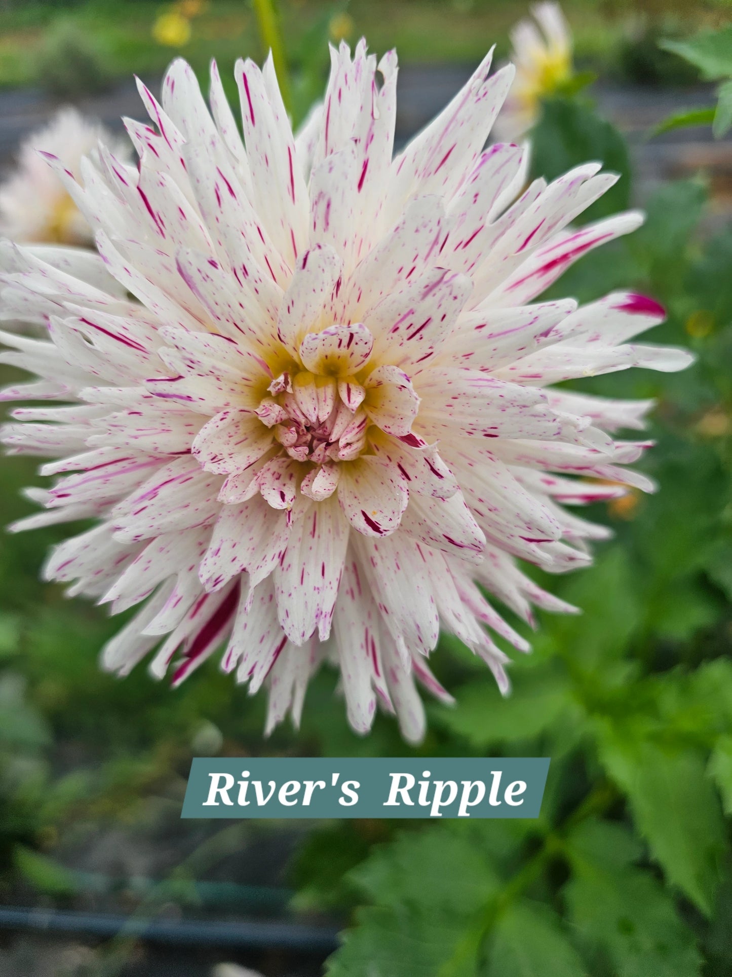 River's Ripple