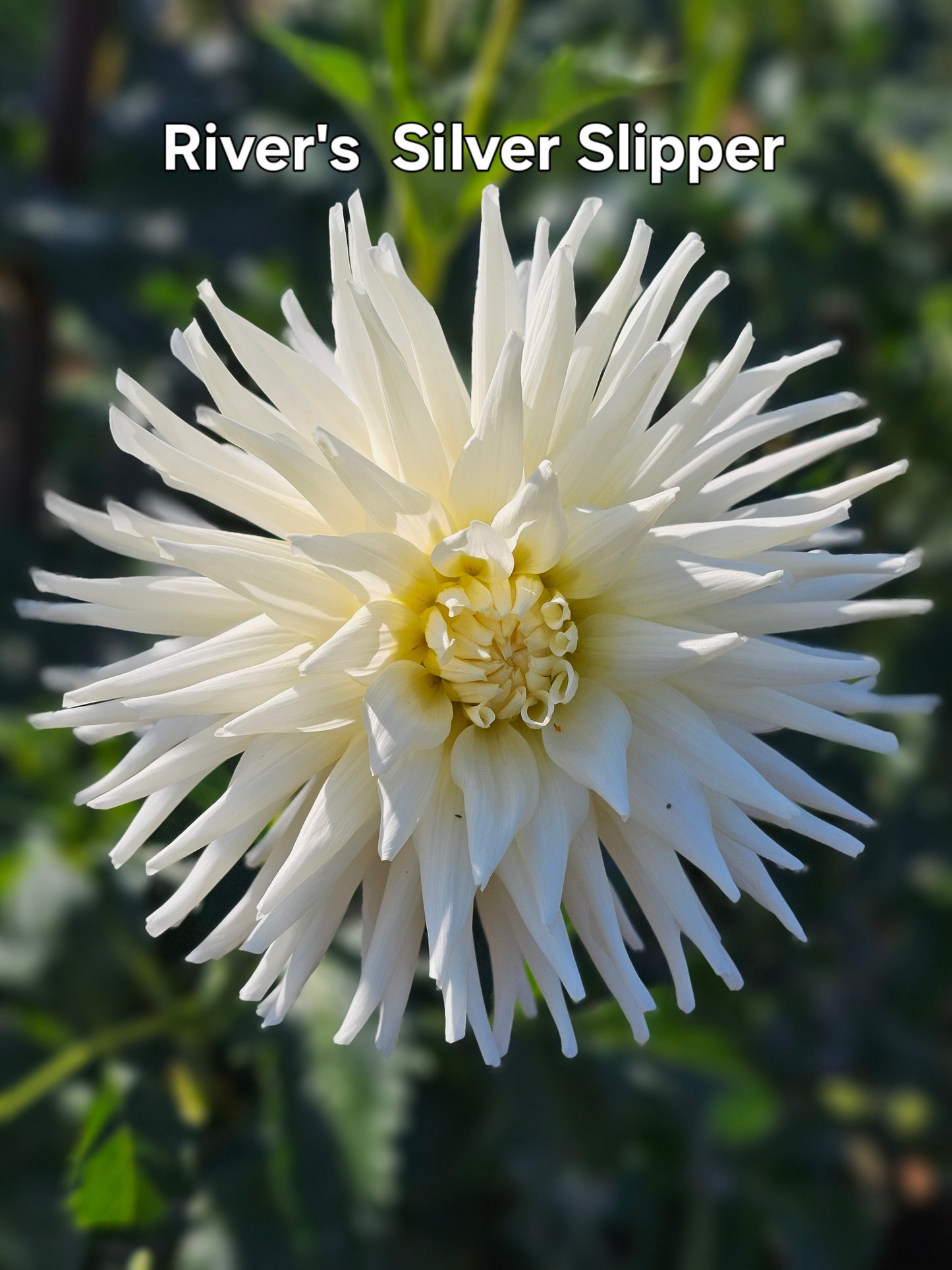 River's Silver Slipper