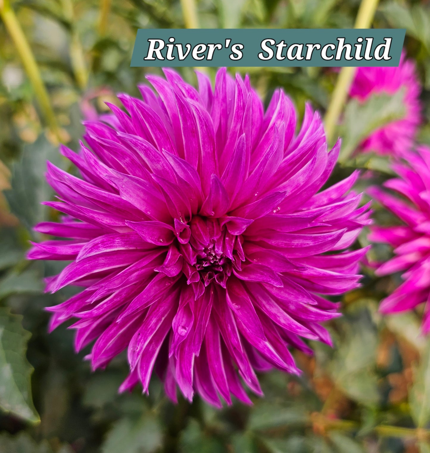 River's Starchild