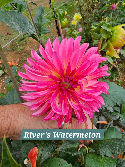 River's Watermelon