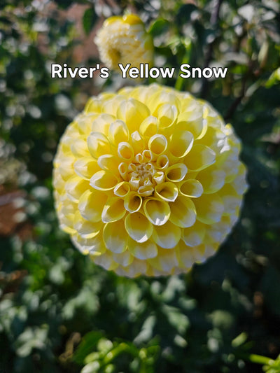 River's Yellow Snow