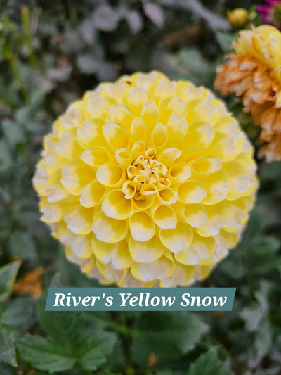 River's Yellow Snow
