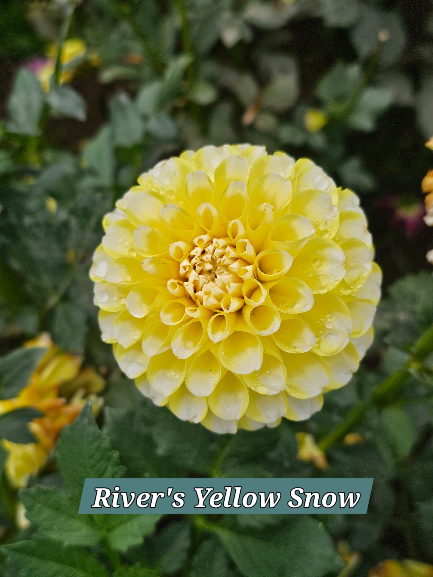 River's Yellow Snow