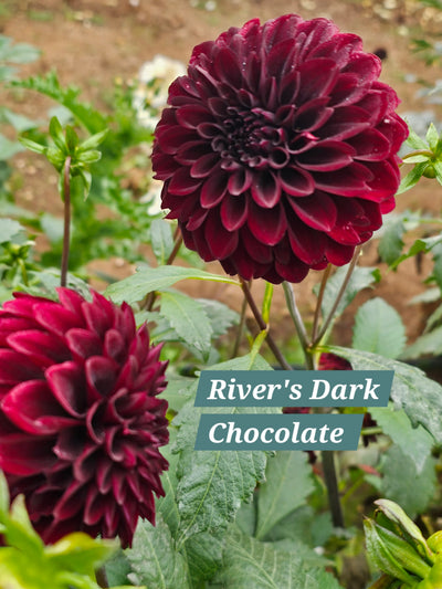 River's Dark Chocolate