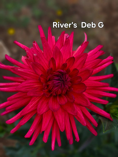River's Deb G