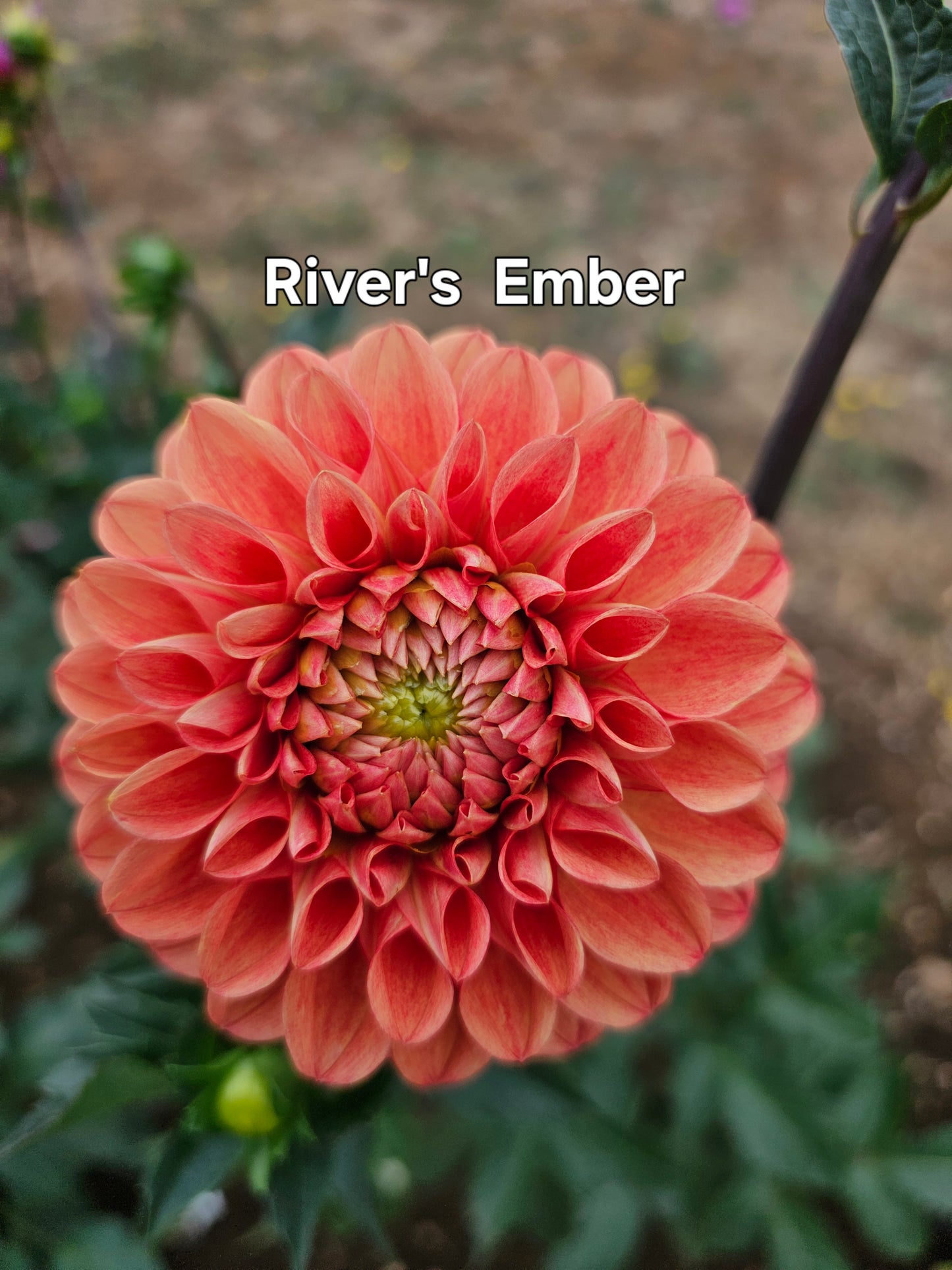 River's Ember
