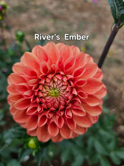 River's Ember