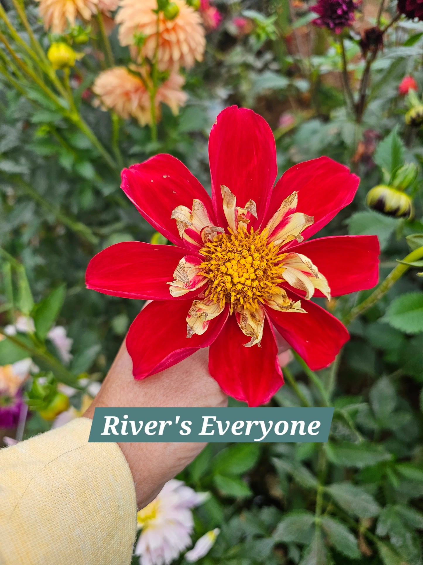 River's Everyone