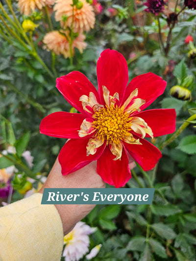 River's Everyone