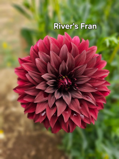 River's Fran