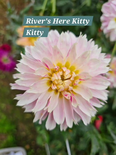 River's Here Kitty Kitty