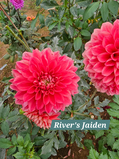 River's Jaiden
