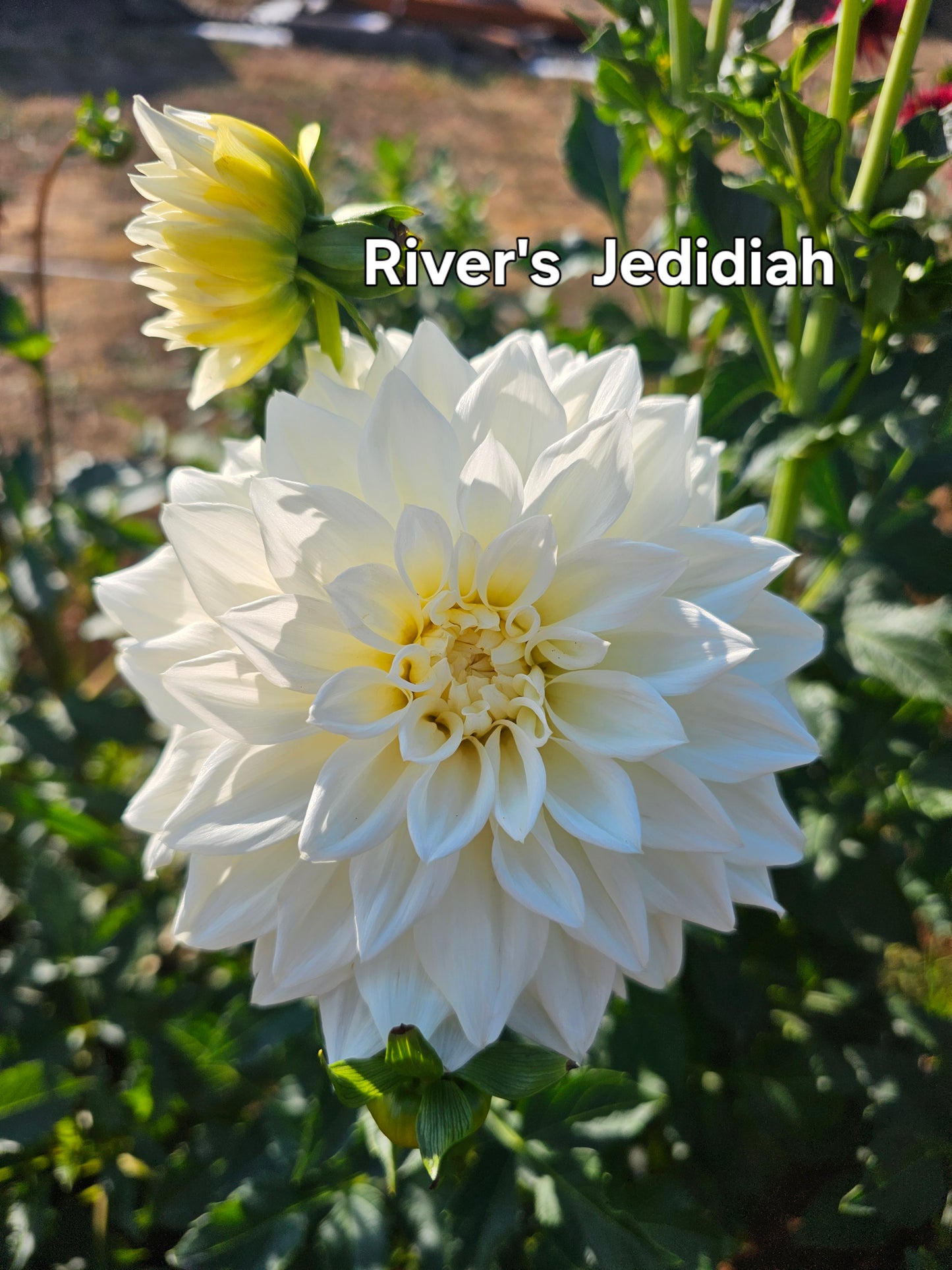 River's Jedidiah