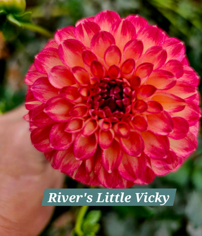 River's little Vicki