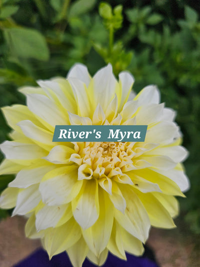 River's Myra