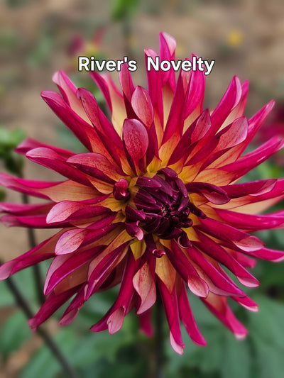 River's Novelty