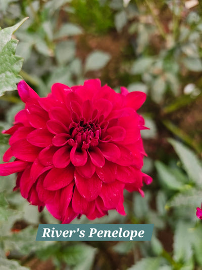 River's Penelope