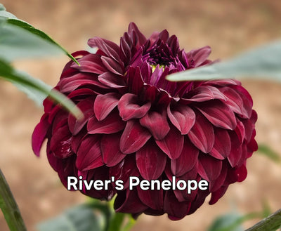 River's Penelope
