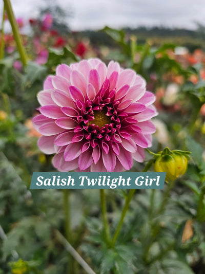 Salish Twilight Girl