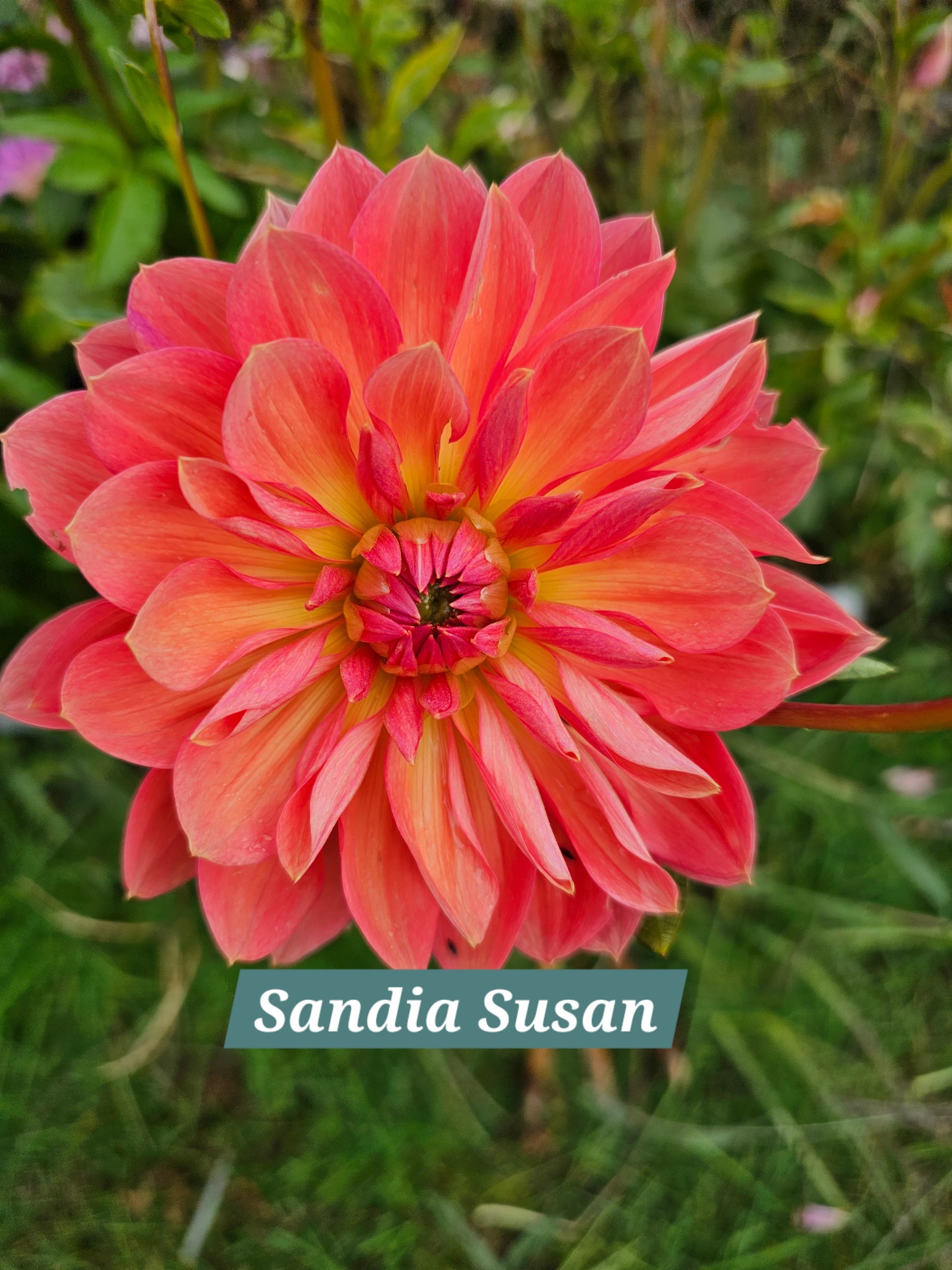 Sandia Susan