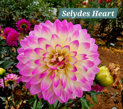 Selydes Heart