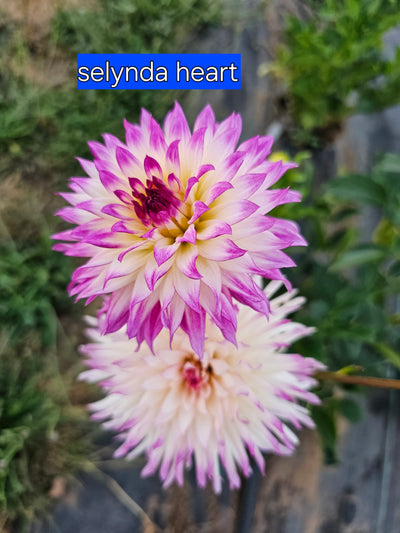 Selydes Heart