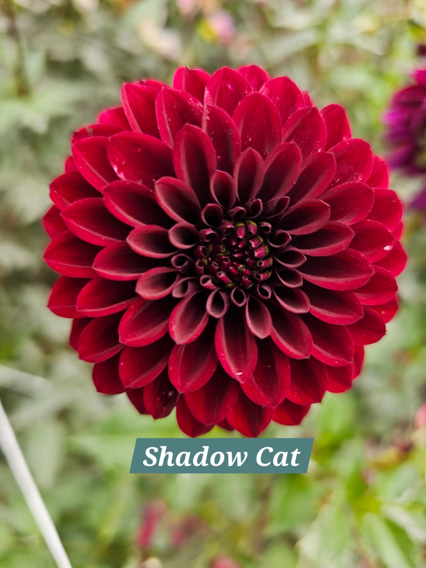 Shadow Cat