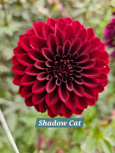 Shadow Cat
