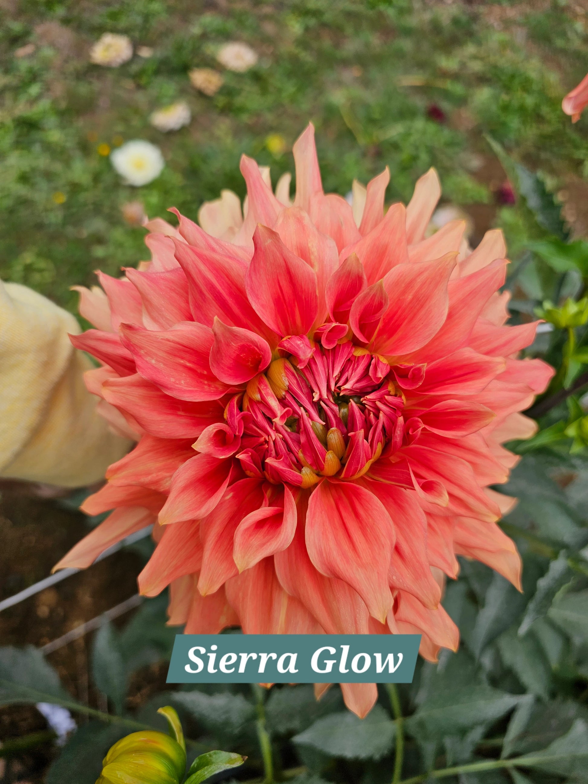 Sierra Glow