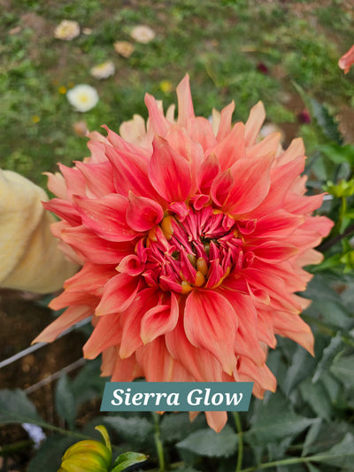 Sierra Glow