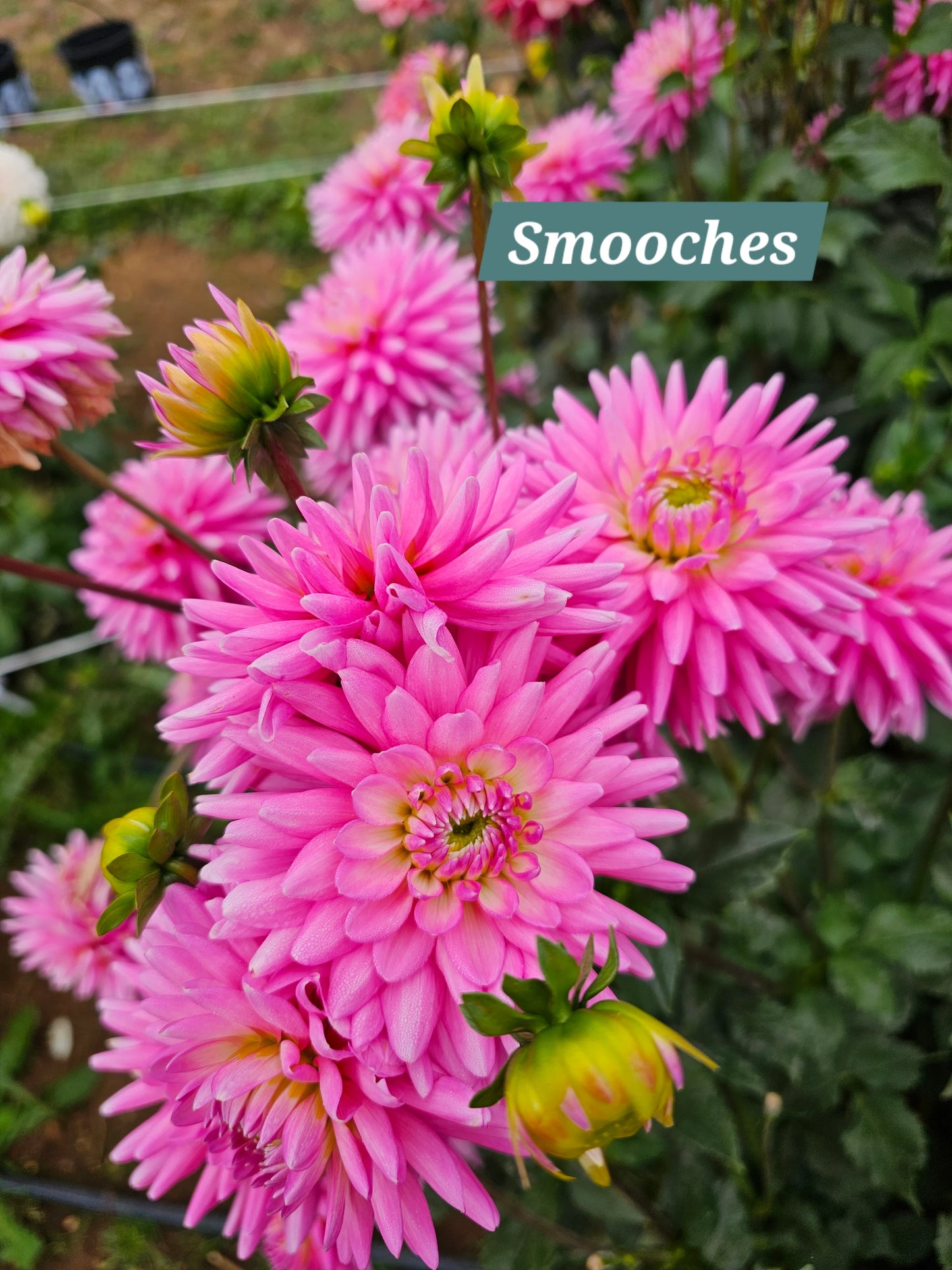 Smooches