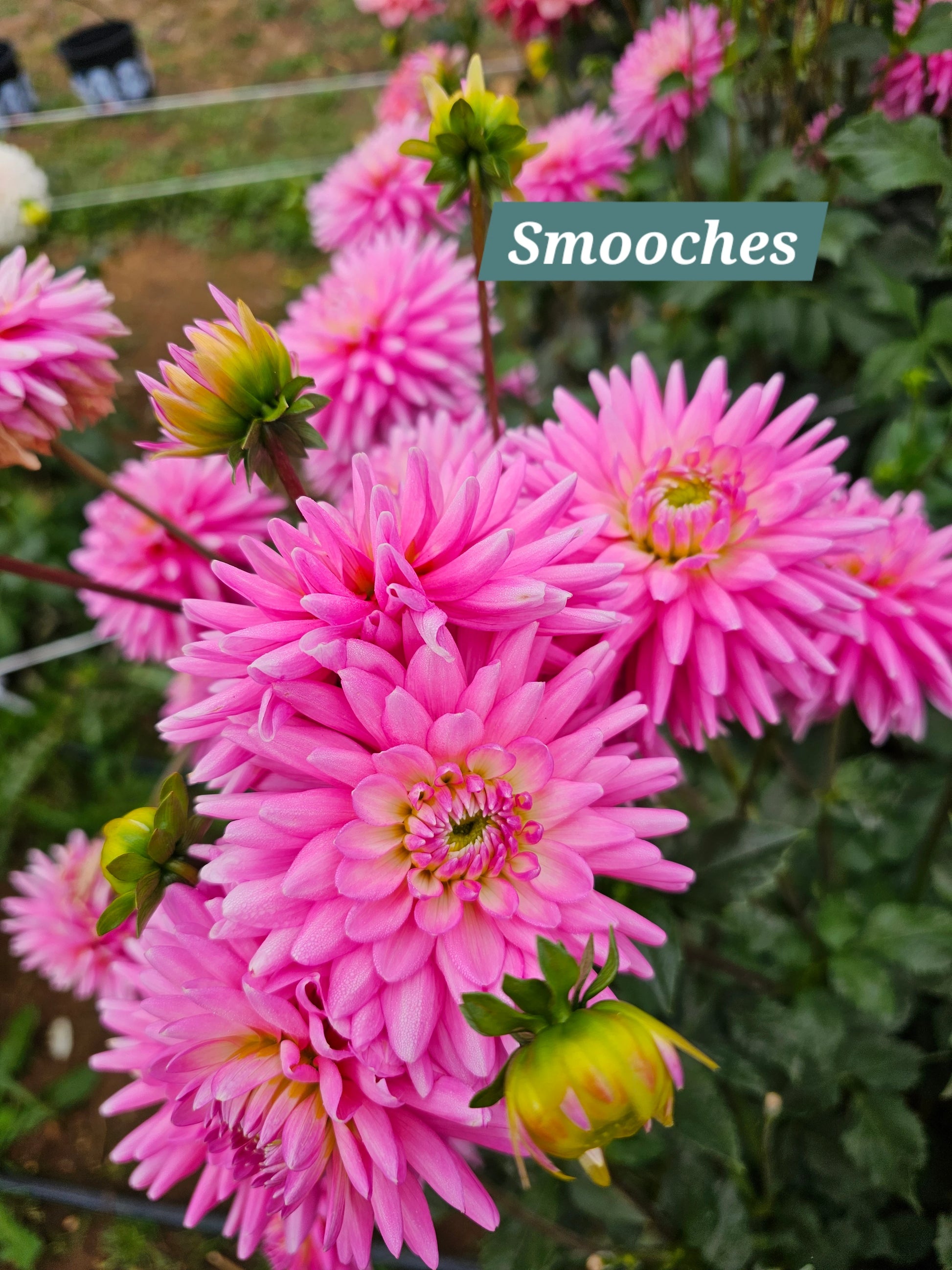 Smooches