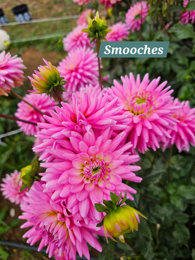 Smooches