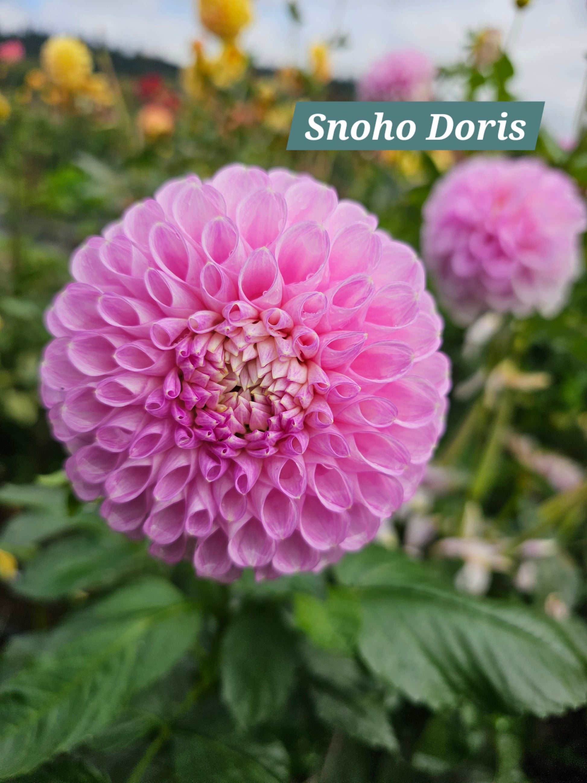 Snoho Doris