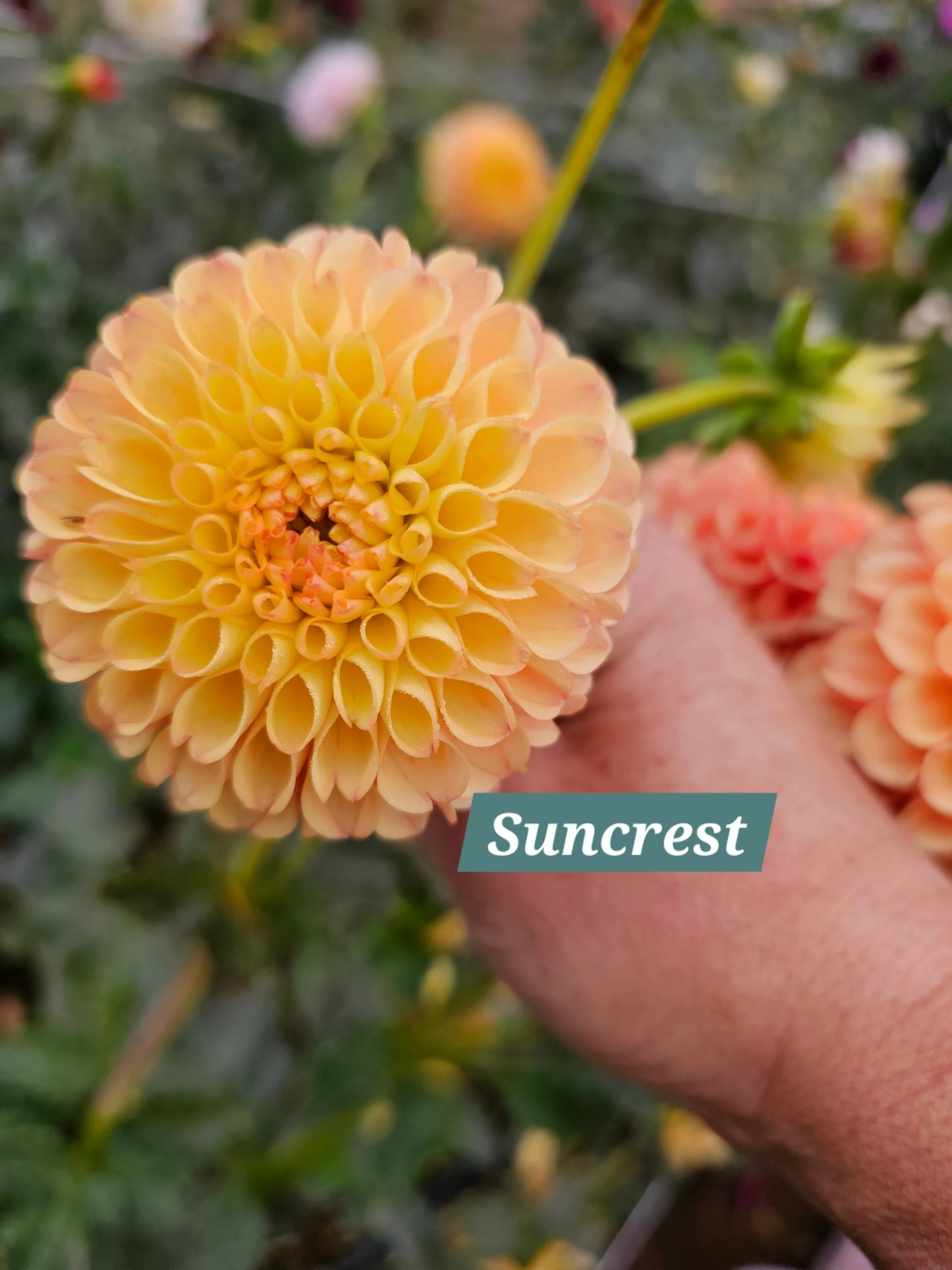 Suncrest