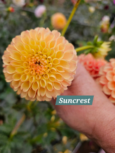 Suncrest