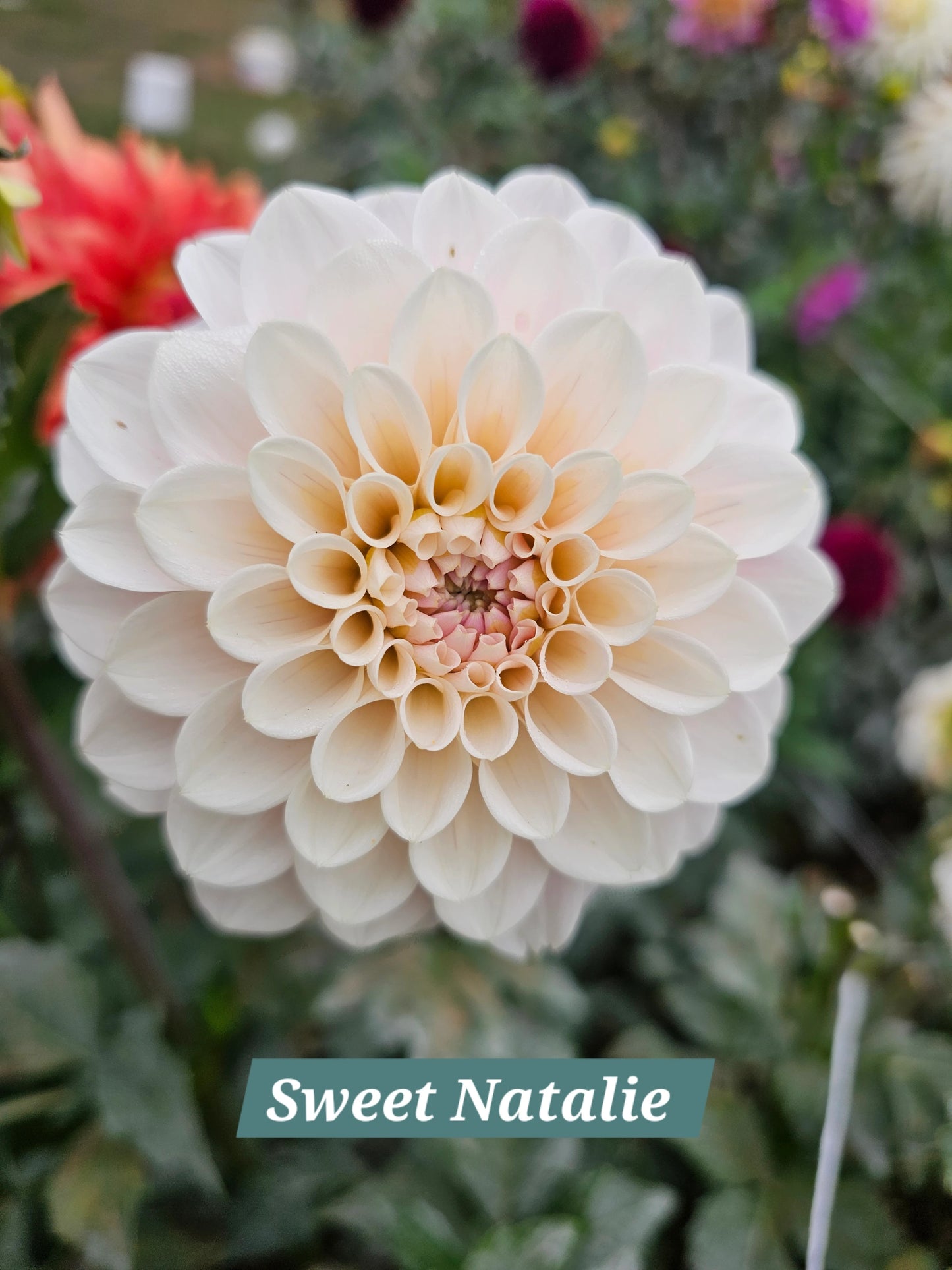 Sweet Nathalie