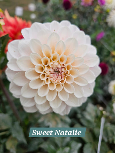 Sweet Nathalie