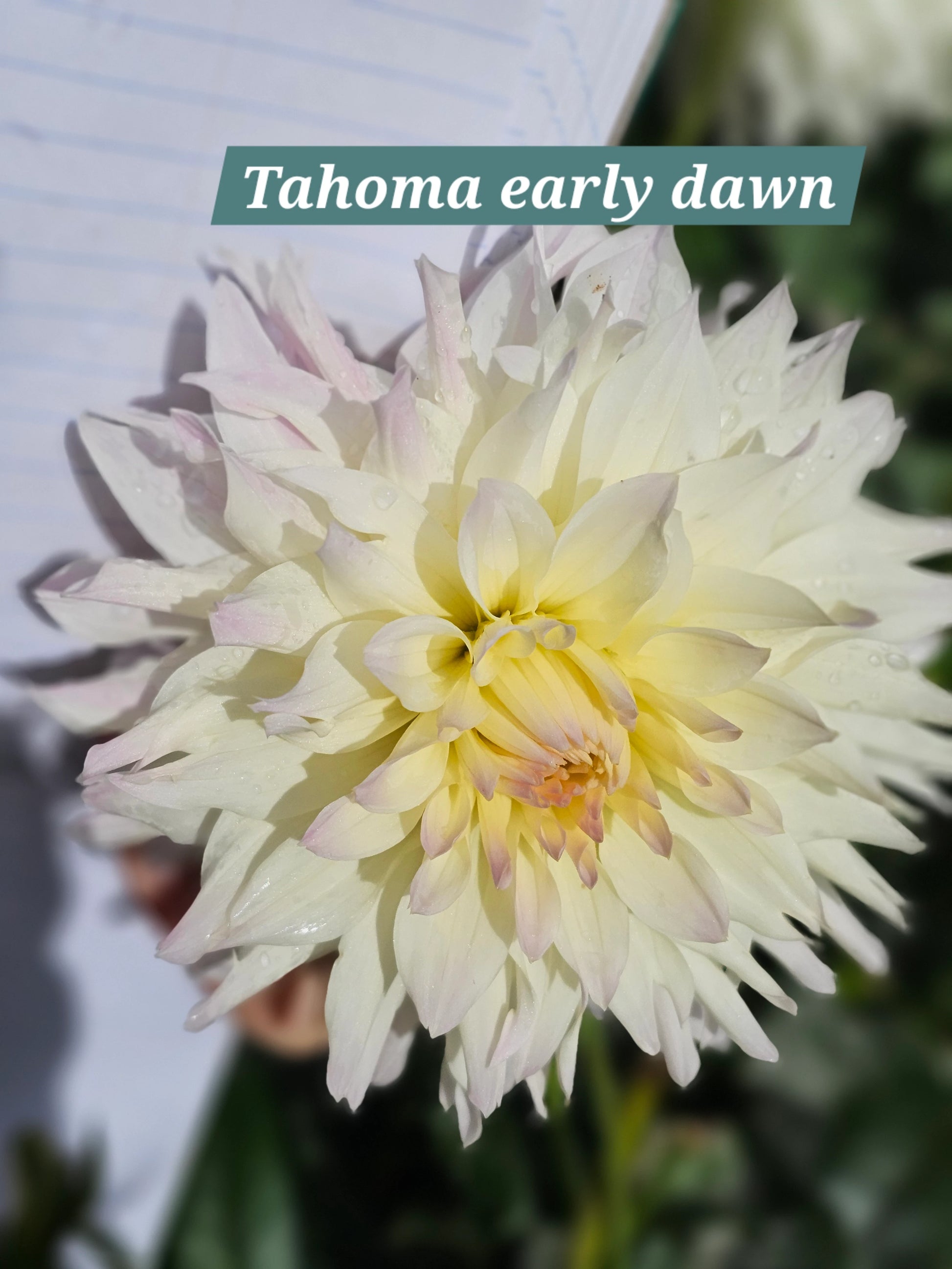 Tahoma Early Dawn