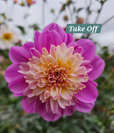 Take off