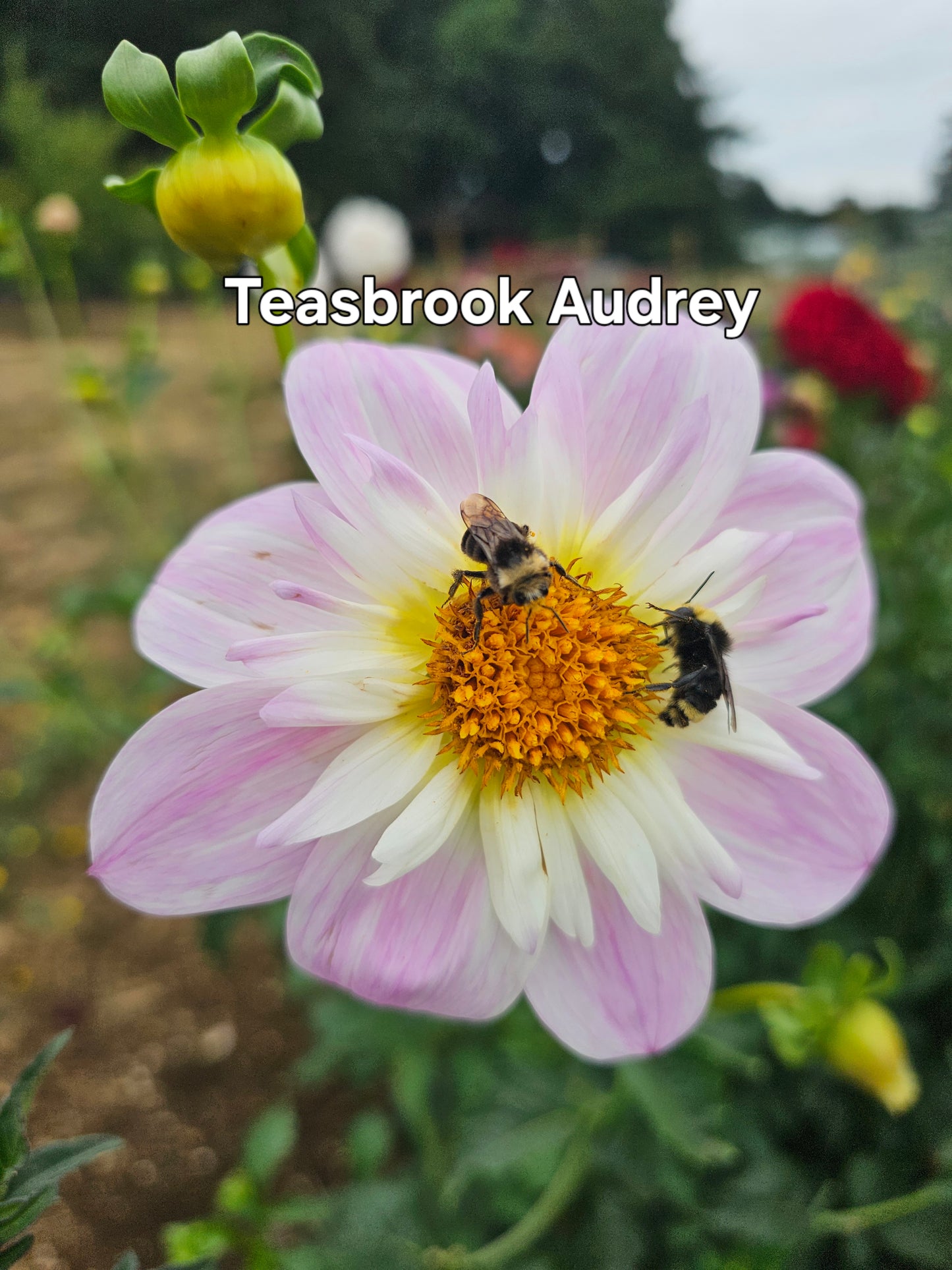 Teasbrooke Audrey