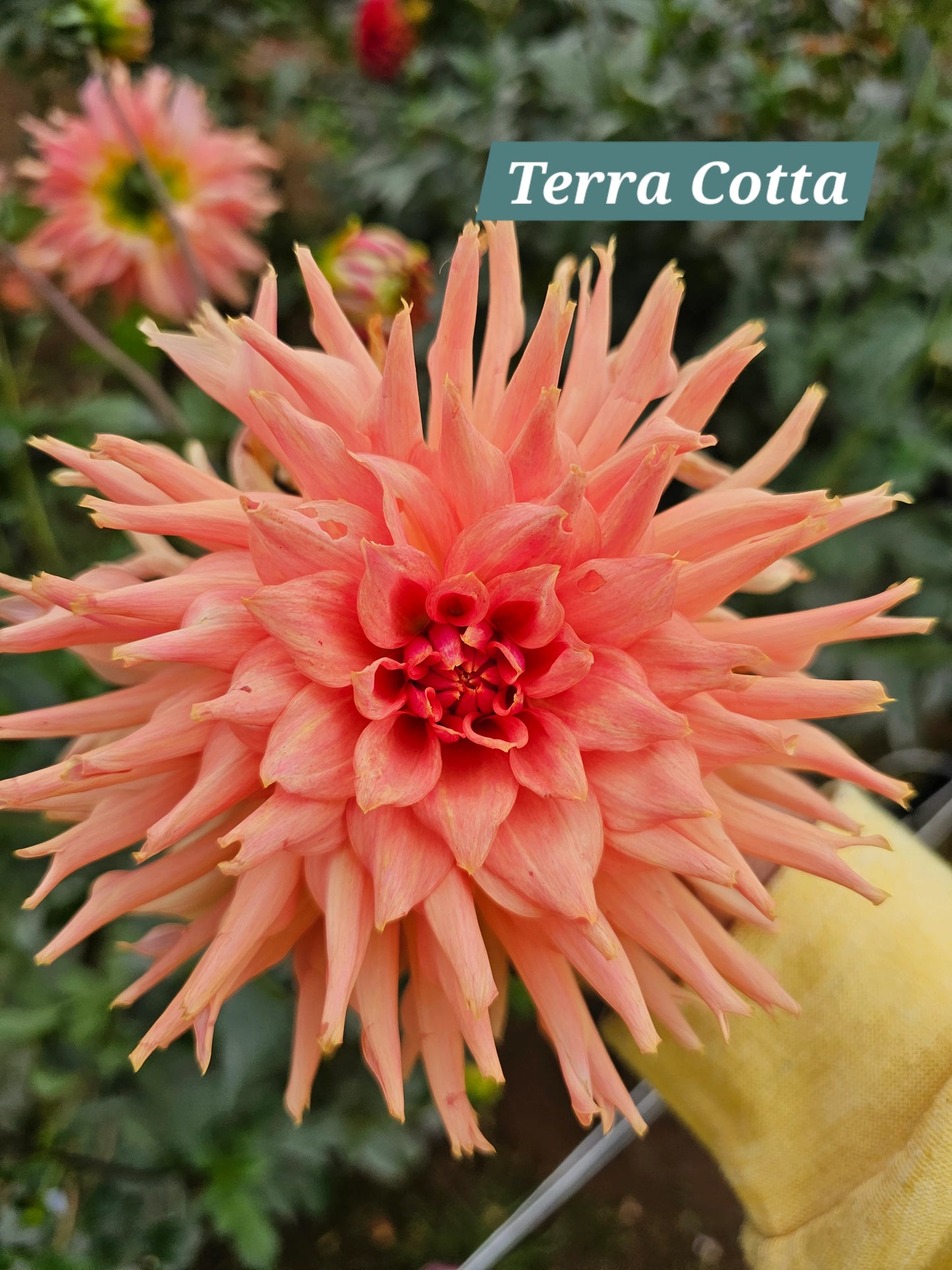 TerraCotta