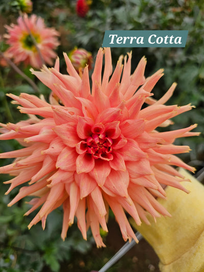 TerraCotta