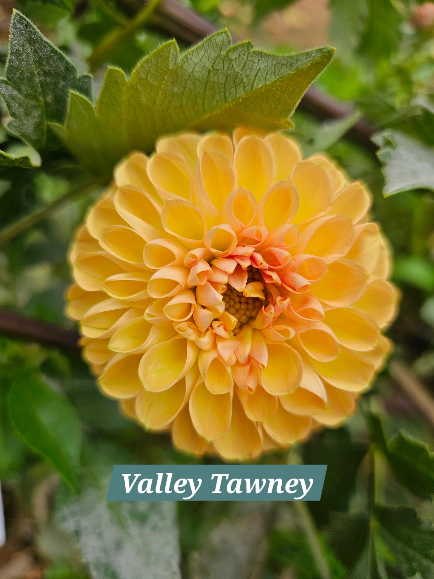 Valley Tawny
