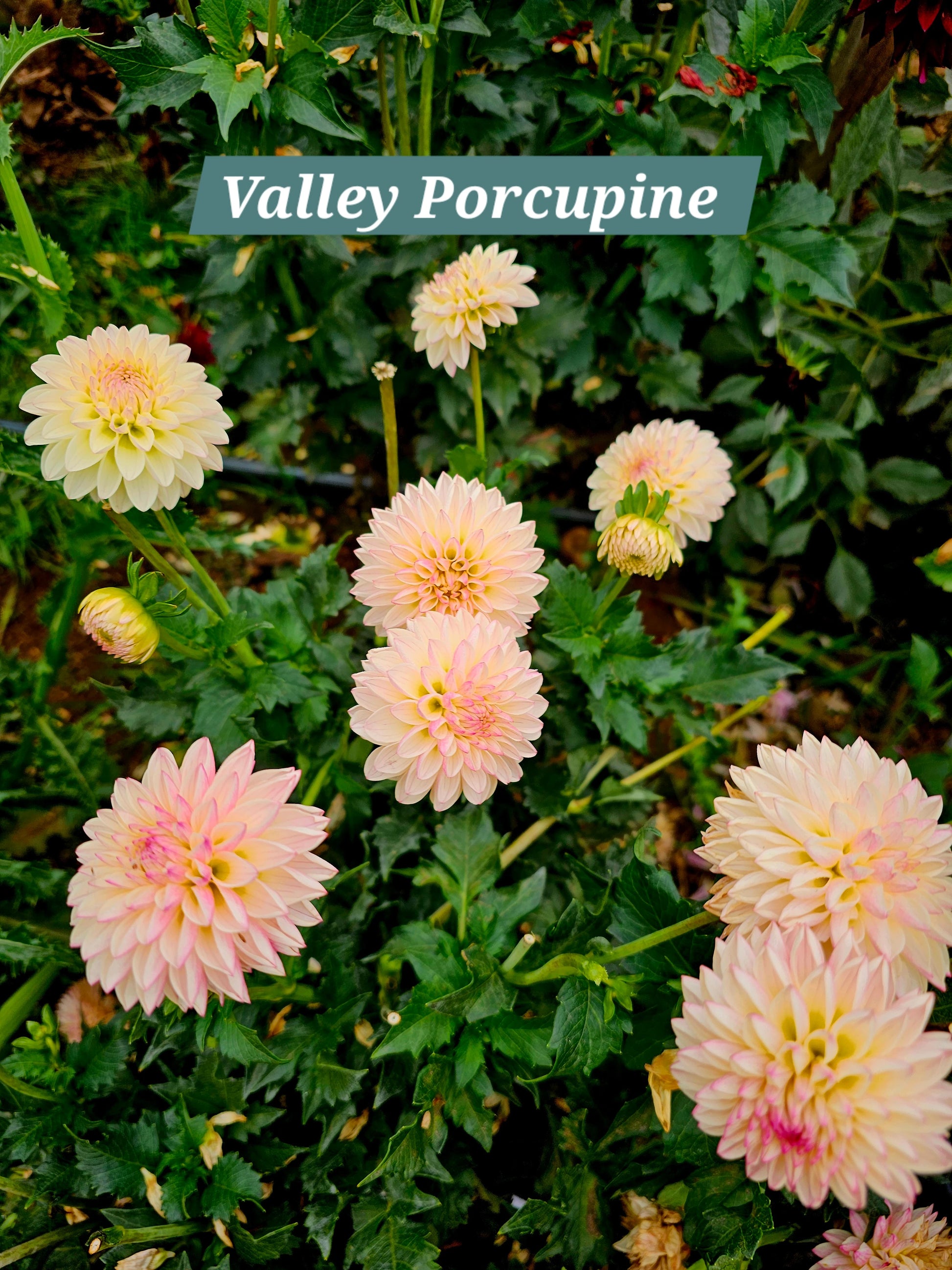 Valley Porcupine
