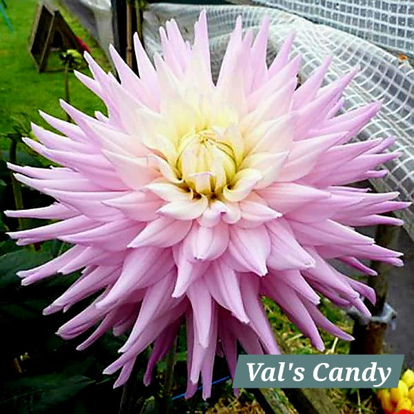 Val's Candy