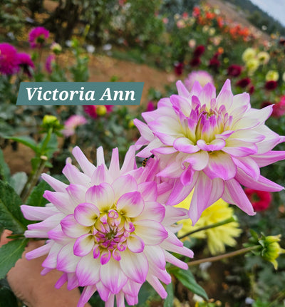 Victoria Ann
